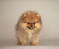 Angry bids, a male Pomeranian for sale in Hollywood, FL – 5 of 8