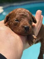 Brouny, a male Poodle - Toy  for sale in Hollywood, FL – 4 of 5