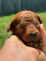 Brouny, a male Poodle - Toy  for sale in Hollywood, FL – 2 of 5