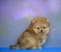 Cuki, a male Pomeranian for sale in Hollywood, FL – 4 of 4