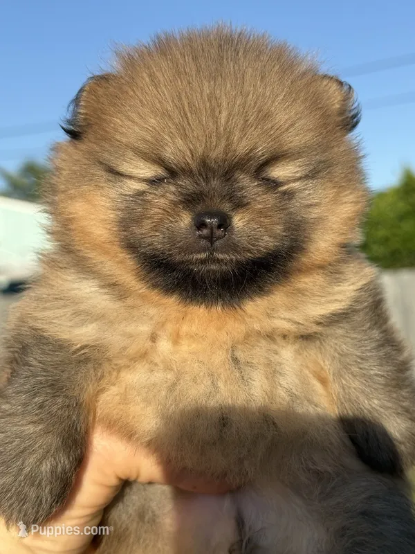 Bear – Pomeranian puppy for sale in Hollywood, FL
