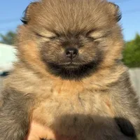 Bear, a male Pomeranian for sale in Hollywood, FL – 1 of 2