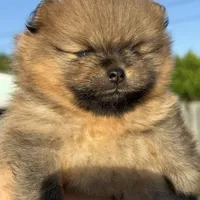 Bear, a male Pomeranian for sale in Hollywood, FL – 2 of 2