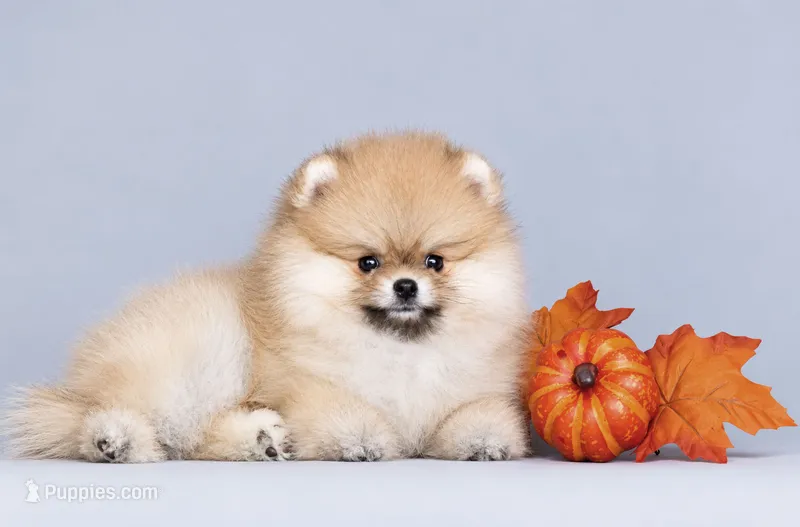 Sury, a female Pomeranian for sale in Hollywood, FL – 1 of 5