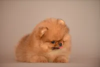 Teacup Girl, a female Pomeranian for sale in Hollywood, FL – 2 of 5