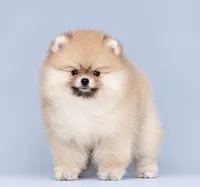 Sury, a female Pomeranian for sale in Hollywood, FL – 2 of 5