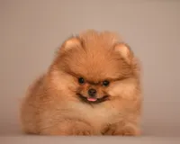 Teacup Girl, a female Pomeranian for sale in Hollywood, FL – 3 of 5