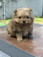 Grisha, a male Pomapoo for sale in Hollywood, FL – 4 of 5