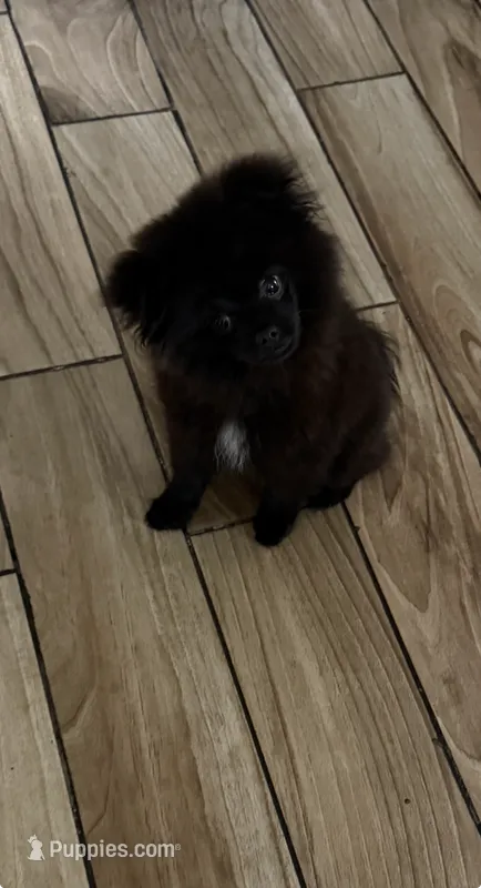Teou  – Pomeranian puppy for sale in Richmond, TX