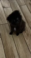 Teou , a male Pomeranian for sale in Richmond, TX – 1 of 3