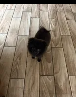 Teou , a male Pomeranian for sale in Richmond, TX – 3 of 3