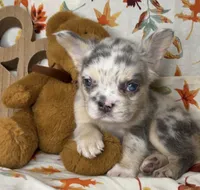 Sky, a female French Bulldog for sale in Akron, OH – 4 of 10