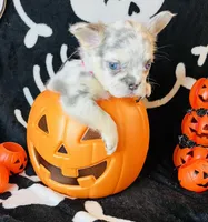 Sky, a female French Bulldog for sale in Akron, OH – 5 of 10