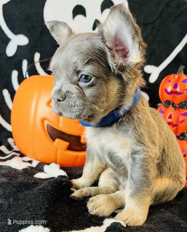 Ace – French Bulldog puppy for sale in Akron, OH