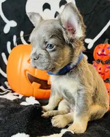 Ace, a male French Bulldog for sale in Akron, OH – 9 of 10