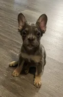 Ace, a male French Bulldog for sale in Akron, OH – 7 of 10