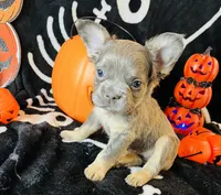 Ace, a male French Bulldog for sale in Akron, OH – 5 of 10