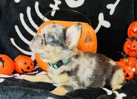 Remy , a female French Bulldog for sale in Akron, OH – 8 of 10
