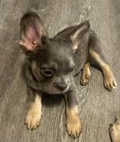 Ace, a male French Bulldog for sale in Akron, OH – 3 of 10