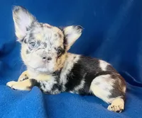 Remy , a female French Bulldog for sale in Akron, OH – 6 of 10