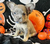 Ace, a male French Bulldog for sale in Akron, OH – 8 of 10