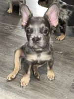 Ace, a male French Bulldog for sale in Akron, OH – 6 of 10