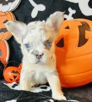 Sky, a female French Bulldog for sale in Akron, OH – 8 of 10