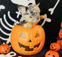 Remy , a female French Bulldog for sale in Akron, OH – 2 of 10