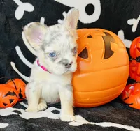 Sky, a female French Bulldog for sale in Akron, OH – 10 of 10