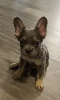 Ace, a male French Bulldog for sale in Akron, OH – 4 of 10
