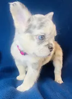 Sky, a female French Bulldog for sale in Akron, OH – 7 of 10
