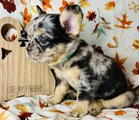 Remy , a female French Bulldog for sale in Akron, OH – 10 of 10