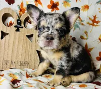 Remy , a female French Bulldog for sale in Akron, OH – 7 of 10