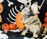 Remy , a female French Bulldog for sale in Akron, OH – 5 of 10