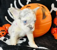 Sky, a female French Bulldog for sale in Akron, OH – 9 of 10