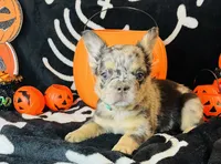 Remy , a female French Bulldog for sale in Akron, OH – 9 of 10