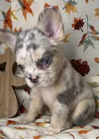 Sky, a female French Bulldog for sale in Akron, OH – 1 of 10