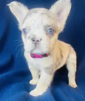 Sky, a female French Bulldog for sale in Akron, OH – 3 of 10