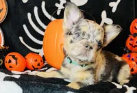 Remy , a female French Bulldog for sale in Akron, OH – 1 of 10