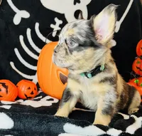 Remy , a female French Bulldog for sale in Akron, OH – 4 of 10