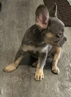 Ace, a male French Bulldog for sale in Akron, OH – 2 of 10
