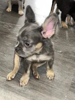 Ace, a male French Bulldog for sale in Akron, OH – 10 of 10