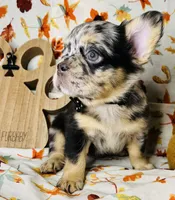 Remy , a female French Bulldog for sale in Akron, OH – 3 of 10