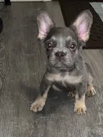 Ace, a male French Bulldog for sale in Akron, OH – 1 of 10
