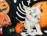 Sky, a female French Bulldog for sale in Akron, OH – 6 of 10