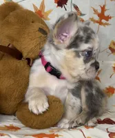 Sky, a female French Bulldog for sale in Akron, OH – 2 of 10