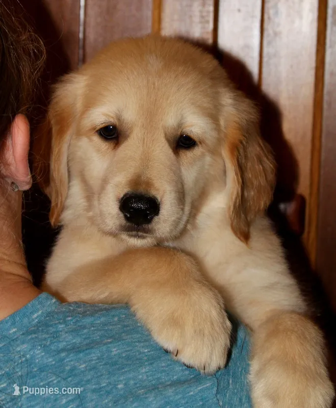 Madrid – Golden Retriever puppy for sale in Greentop, MO