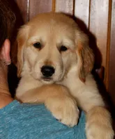 Madrid, a female Golden Retriever for sale in Greentop, MO – 2 of 5