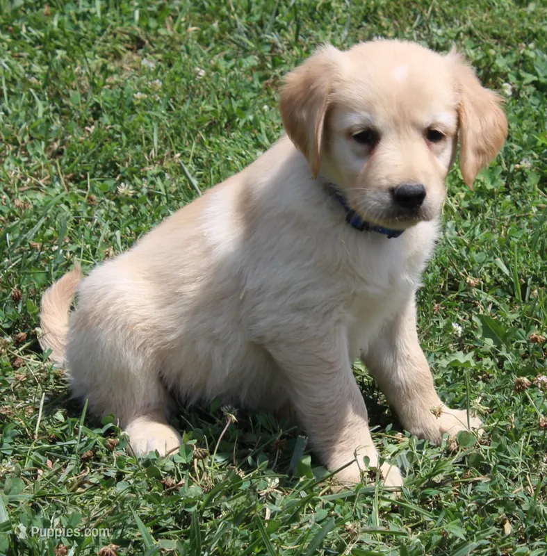 Custer – Golden Retriever puppy for sale in Greentop, MO