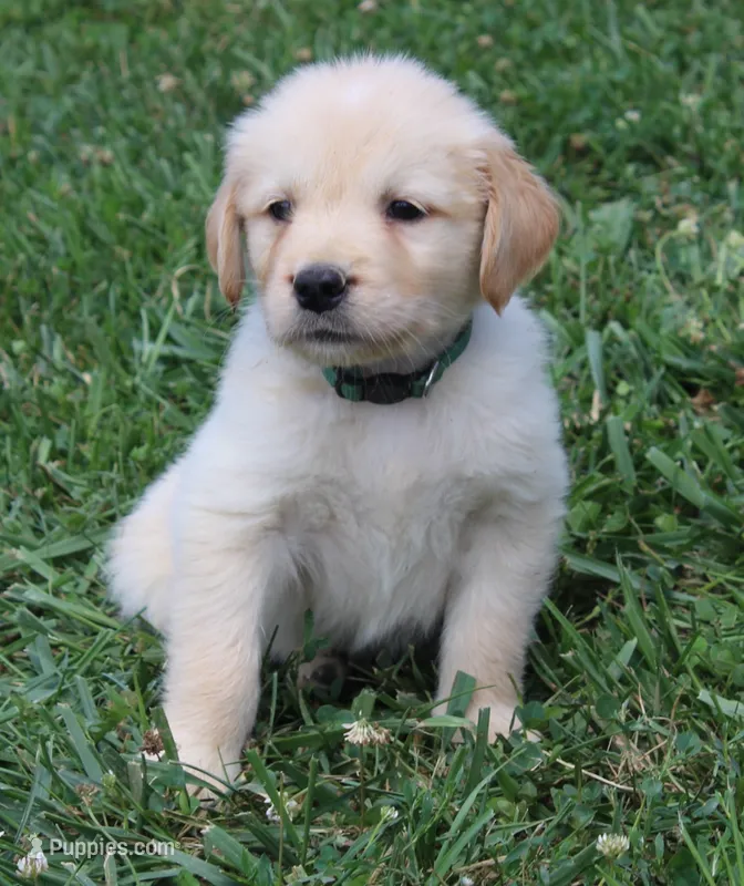 Bodie – Golden Retriever puppy for sale in Greentop, MO